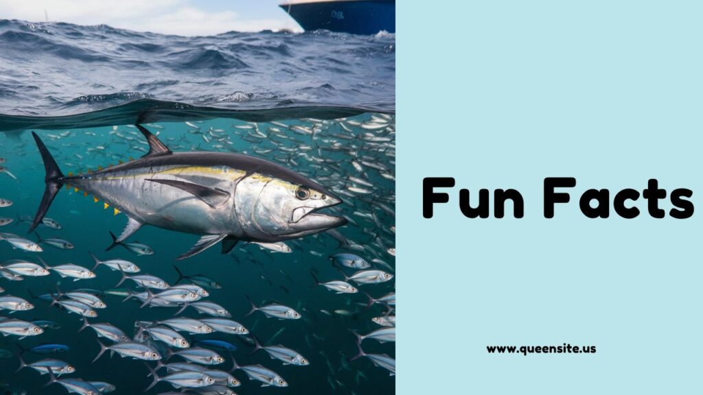 Tuna Fishing Tips and Techniques to Tackle Tuna: